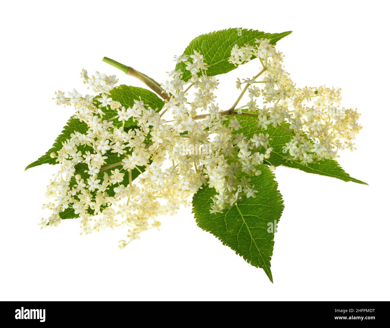 Holunderbeerzweig mit Blumen auf weißem Hintergrund Stockfoto