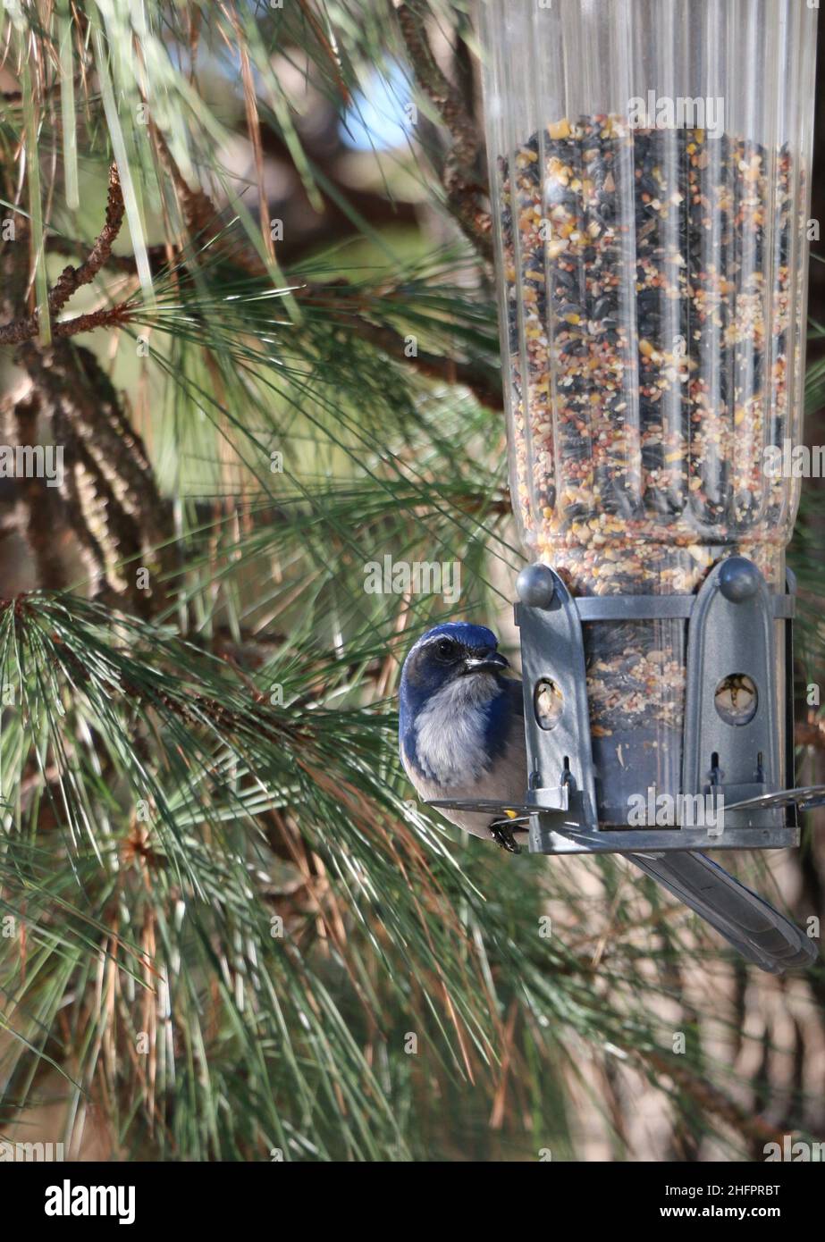 Wunderschöner blauer Scrub jay, der auf einem Vogelfutterhäuschen thront. Stockfoto