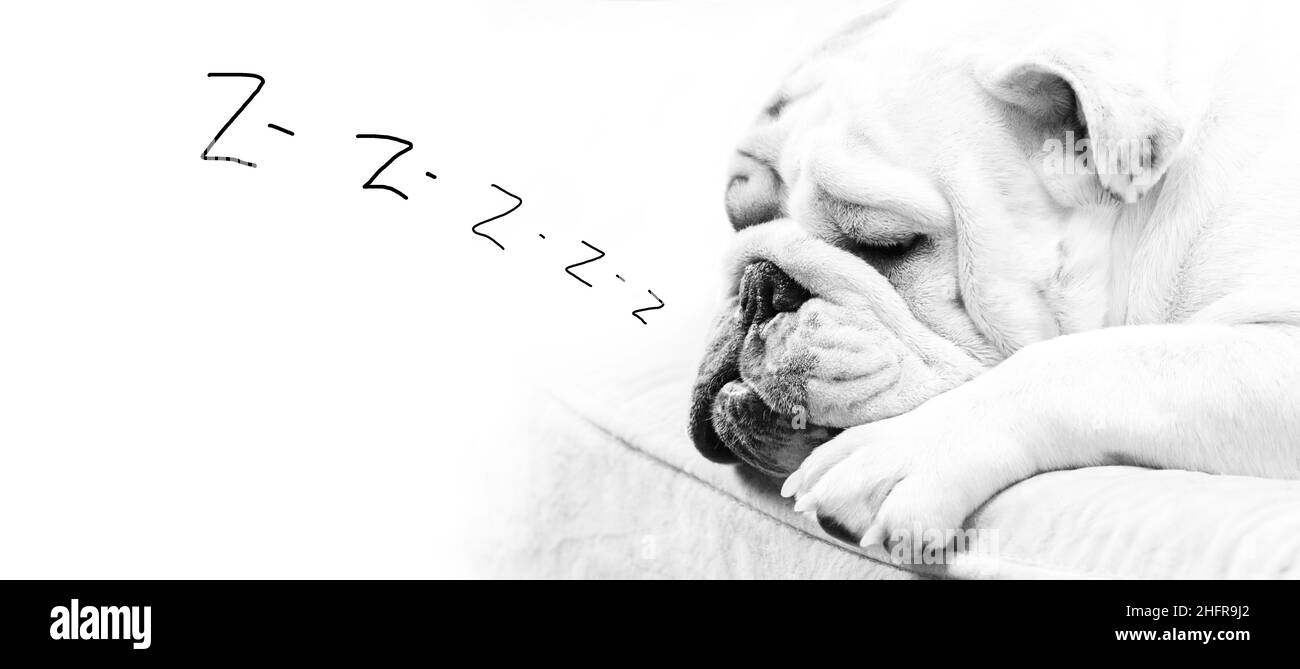 Hund Schwarz-Weiß-Bild eines schlafenden und schnarchenden englischen Bulldoggen - der Ton z wird von Hand geschrieben. Es ist Platz für Text Stockfoto