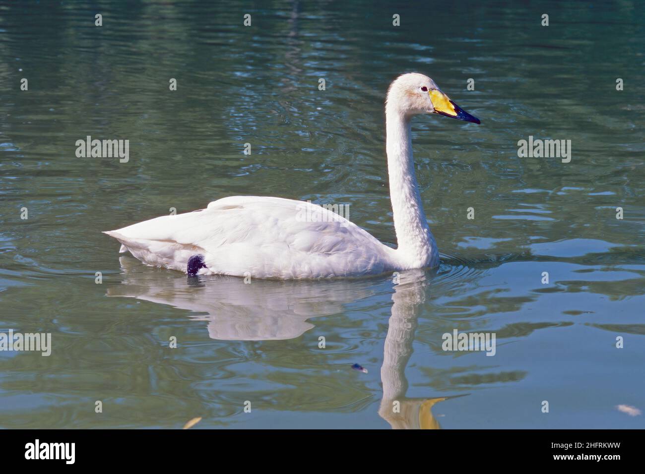 Singschwan schwimmt in einem kleinen See, Cygnus cygnus, Anatidae Stockfoto