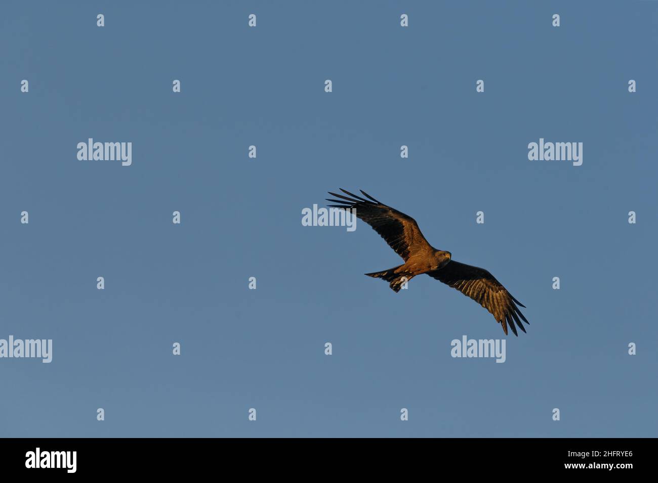 Schwarzer Drachen (Milvus migrans) im Flug in Äthiopien Stockfoto
