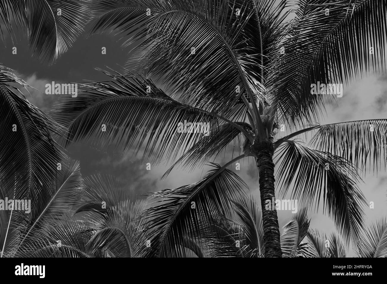 Ein schwarz-weißes Kunstfoto von Palmen am Himmel, Hawaii Stockfoto
