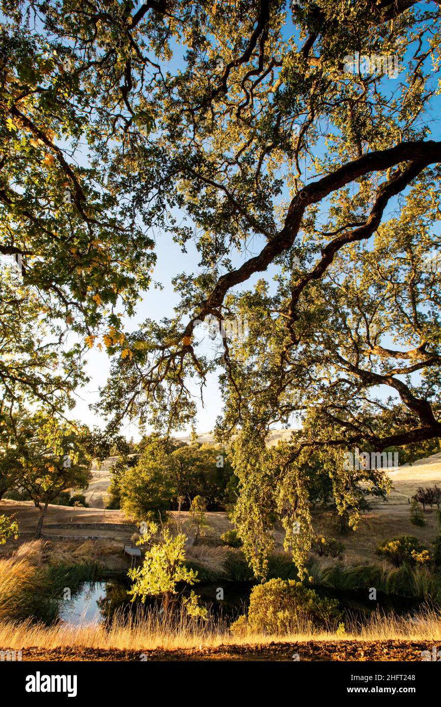 Hinterleuchtete Eichenzweige, Mendocino County, Kalifornien, USA Stockfoto