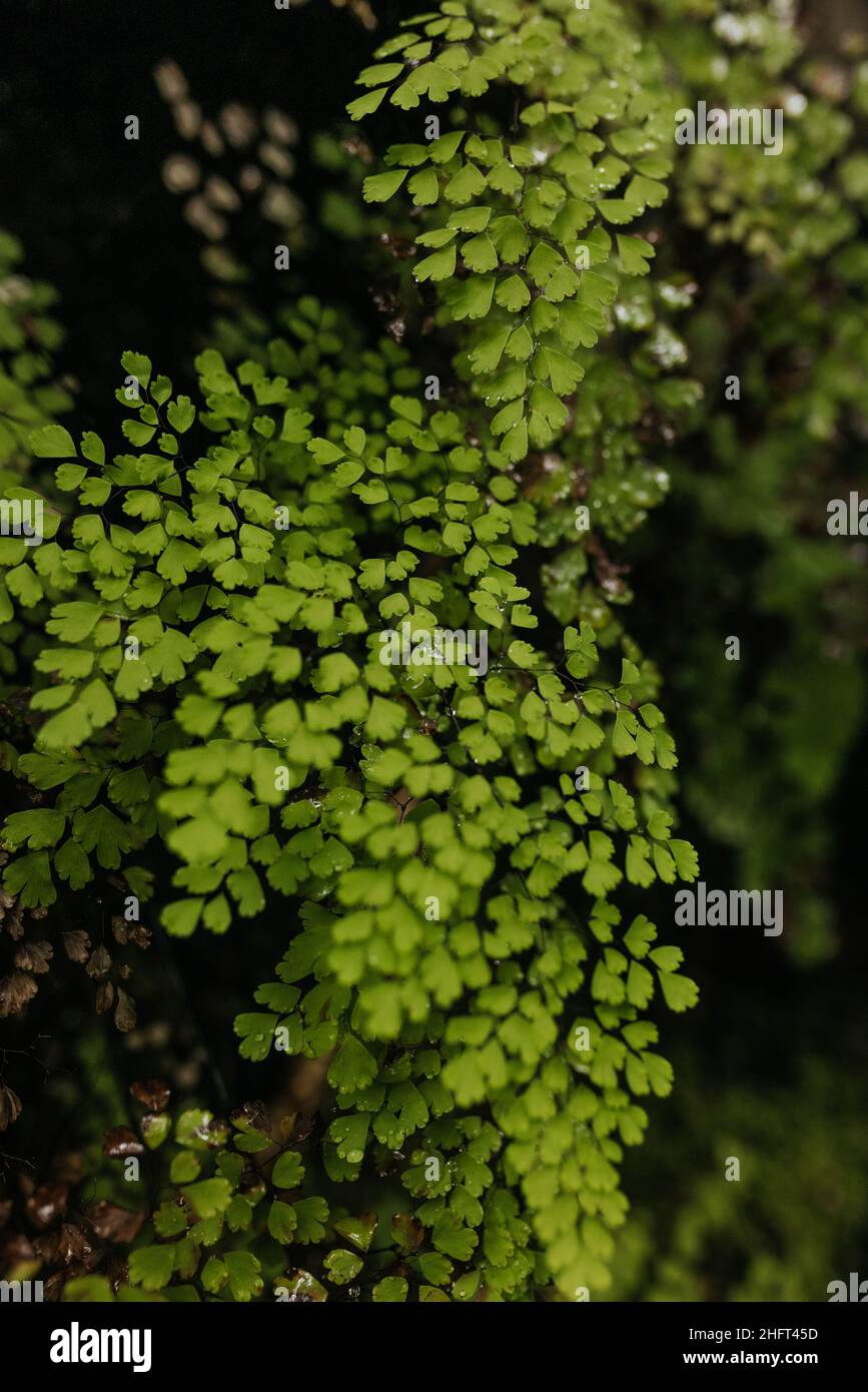 Nach einem Regensturm im Sommer können Sie die grünen Pflanzen im Wald aus der Nähe sehen Stockfoto