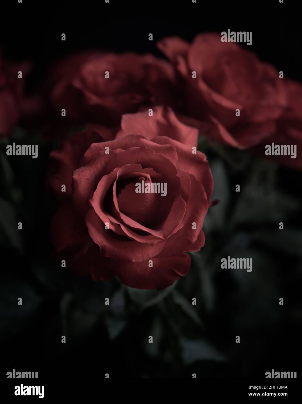 Makro, Natur, Blumen, rote, rote Rosen, moody, dunkel, geheimnisvoll Stockfoto