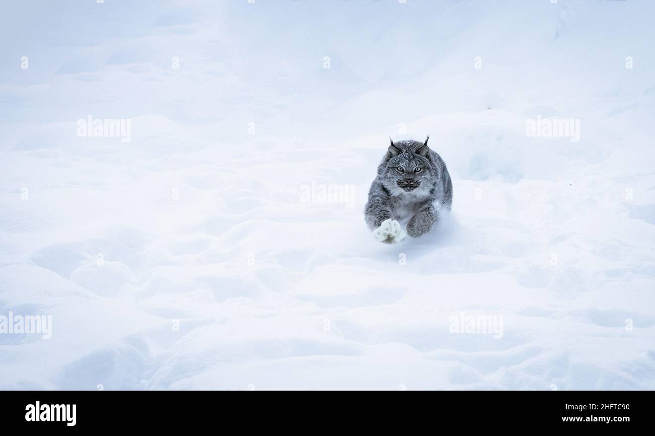 Lynx Jagd im Schnee mit Pfote aus Stockfoto