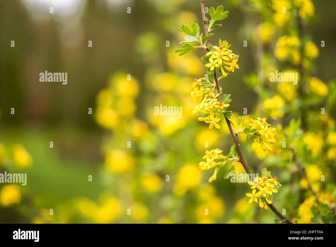 Blüte der goldenen Johannisbeere, anderer Name Ribes aureum. Hintergrund. Selektiver Fokus. Stockfoto