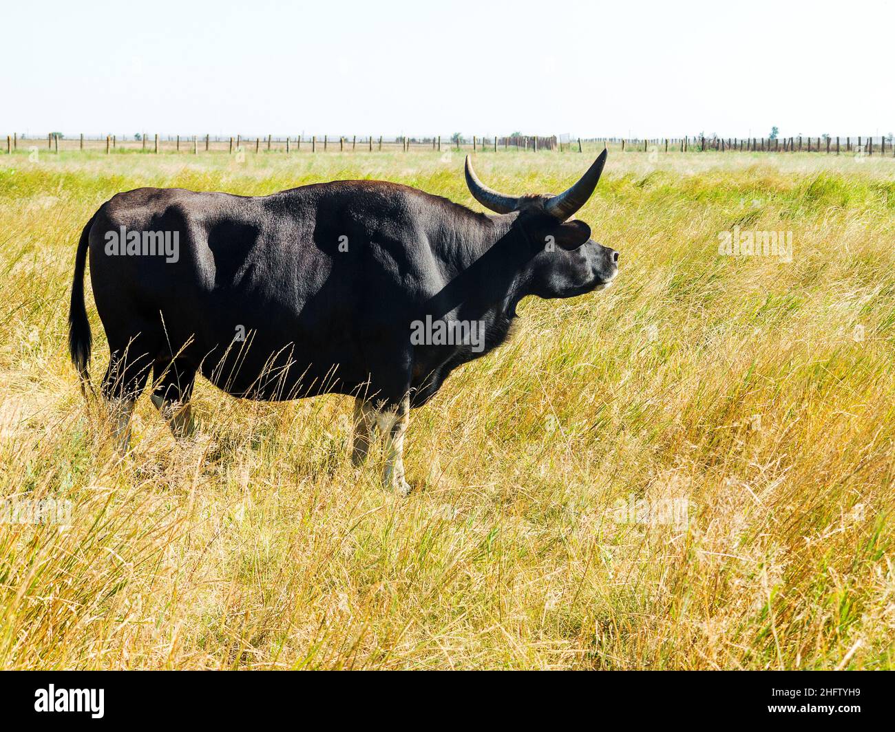 Rinder Farm Rinder Tiere in der Landwirtschaft ländliche Landschaft Stockfoto