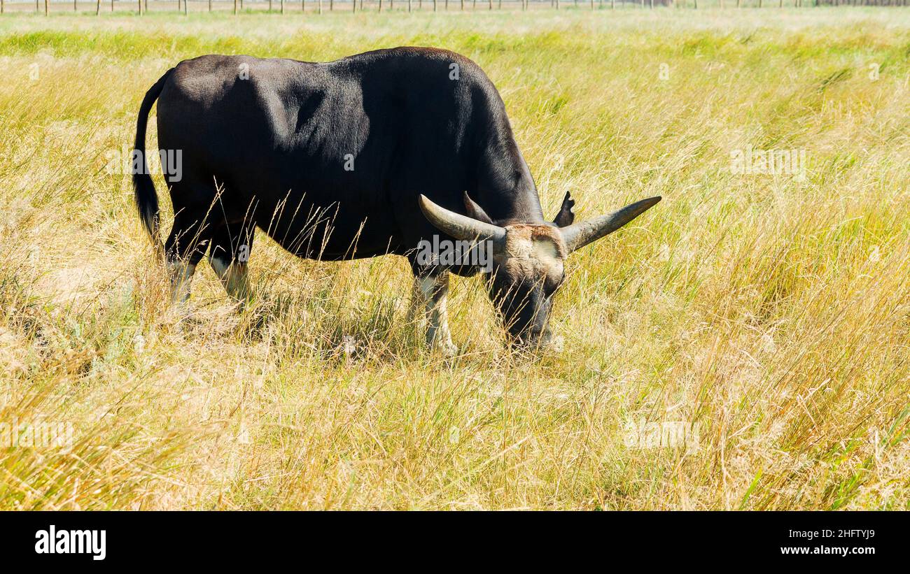 Rinder Farm Rinder Tiere in der Landwirtschaft ländliche Landschaft Stockfoto