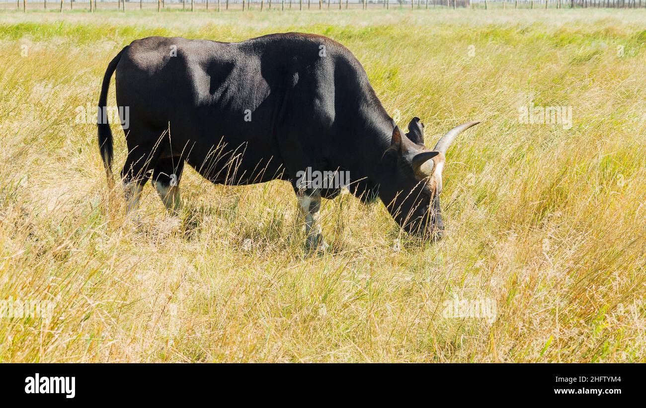 Rinder Farm Rinder Tiere in der Landwirtschaft ländliche Landschaft Stockfoto