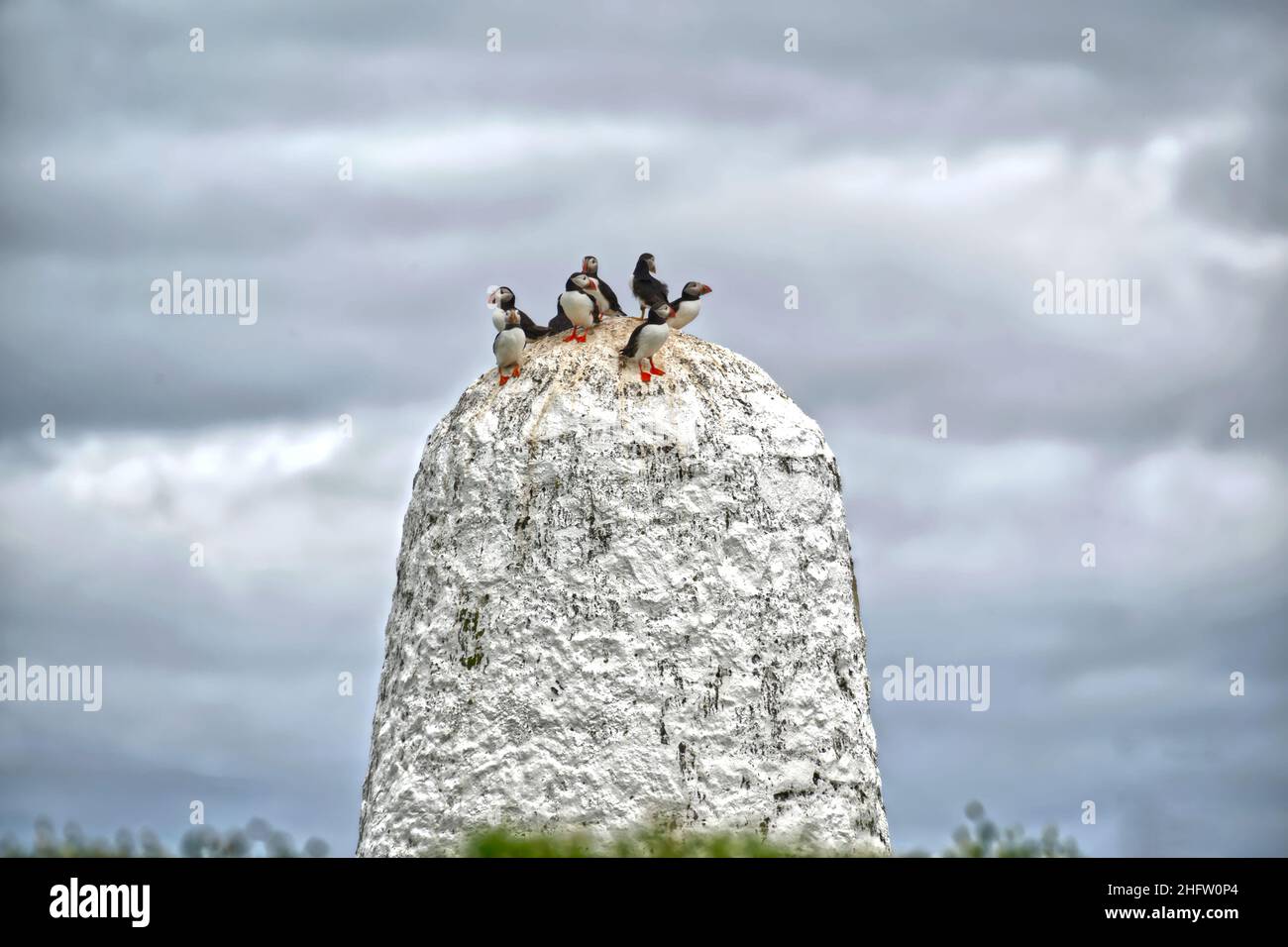 Papageitaucher Stockfoto