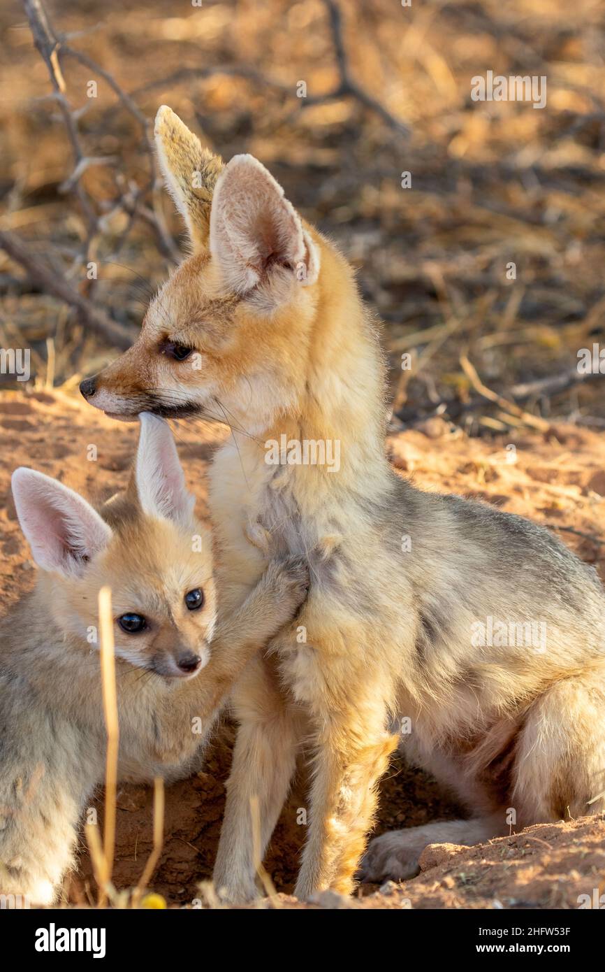 Cape Fox mit Welpen im Kgalagadi Stockfoto