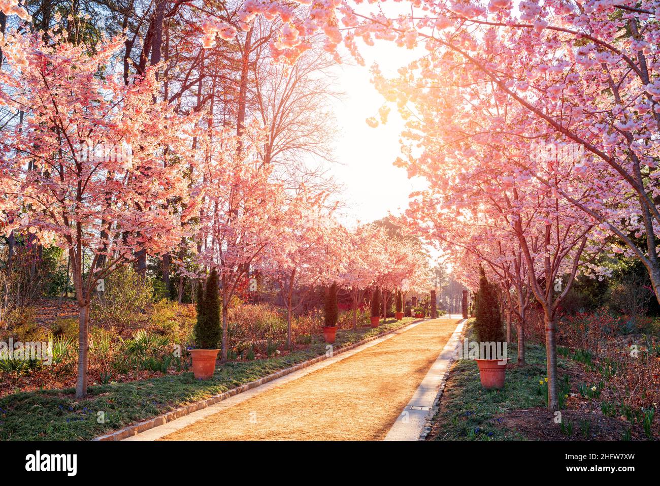 Kirschblüten Garten im Frühling. Stockfoto
