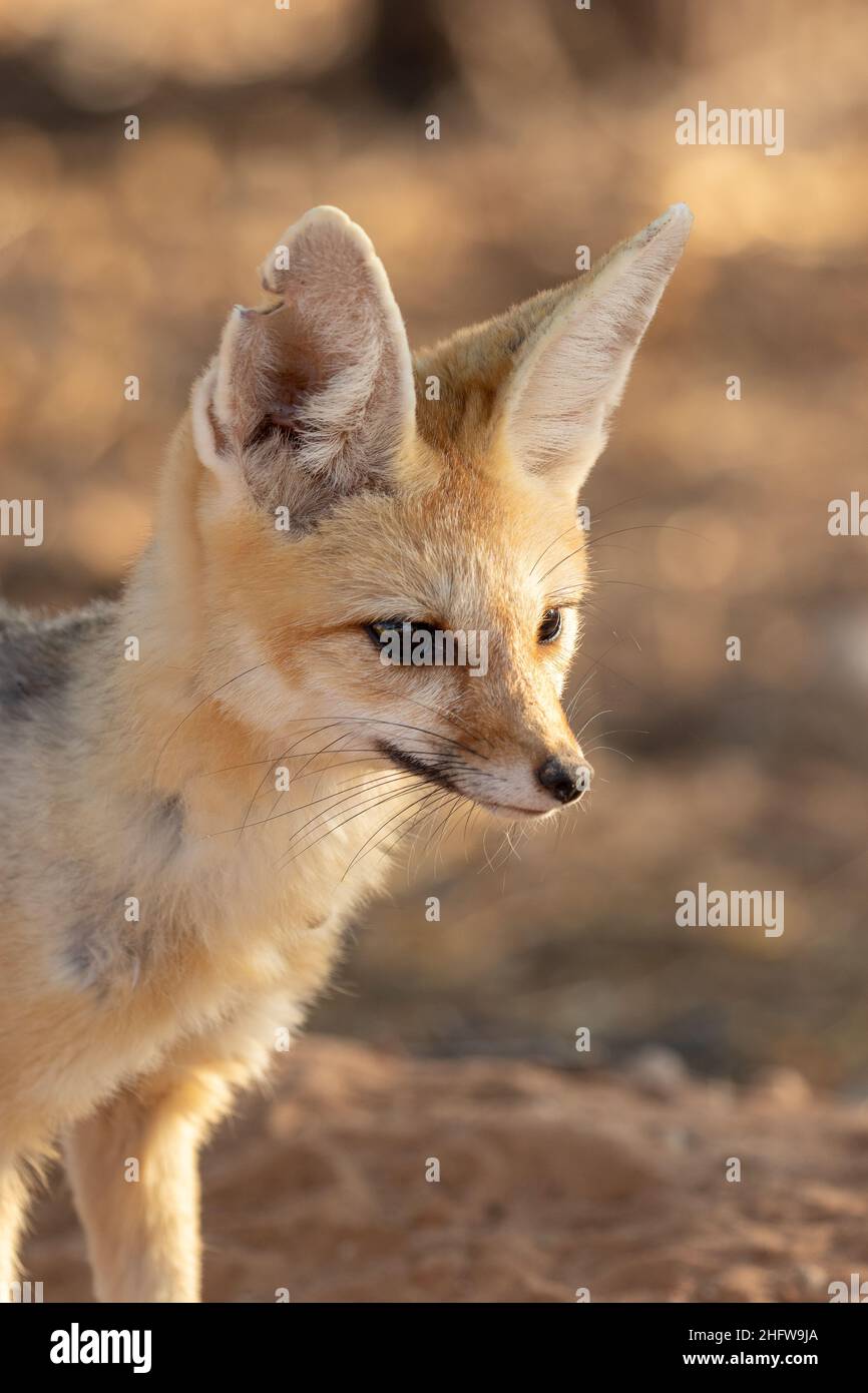 Cape Fox im Kgalagadi Stockfoto