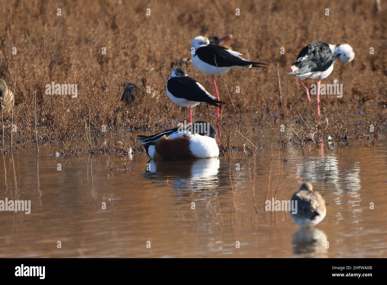 Männchen der nördlichen Schaufelmaschine (Spatula clypeata) und andere Sumpfvögel entspannen sich am Ufer eines Teiches. Nur die Schaufelmaschine Male of Northern ist im Fokus Stockfoto