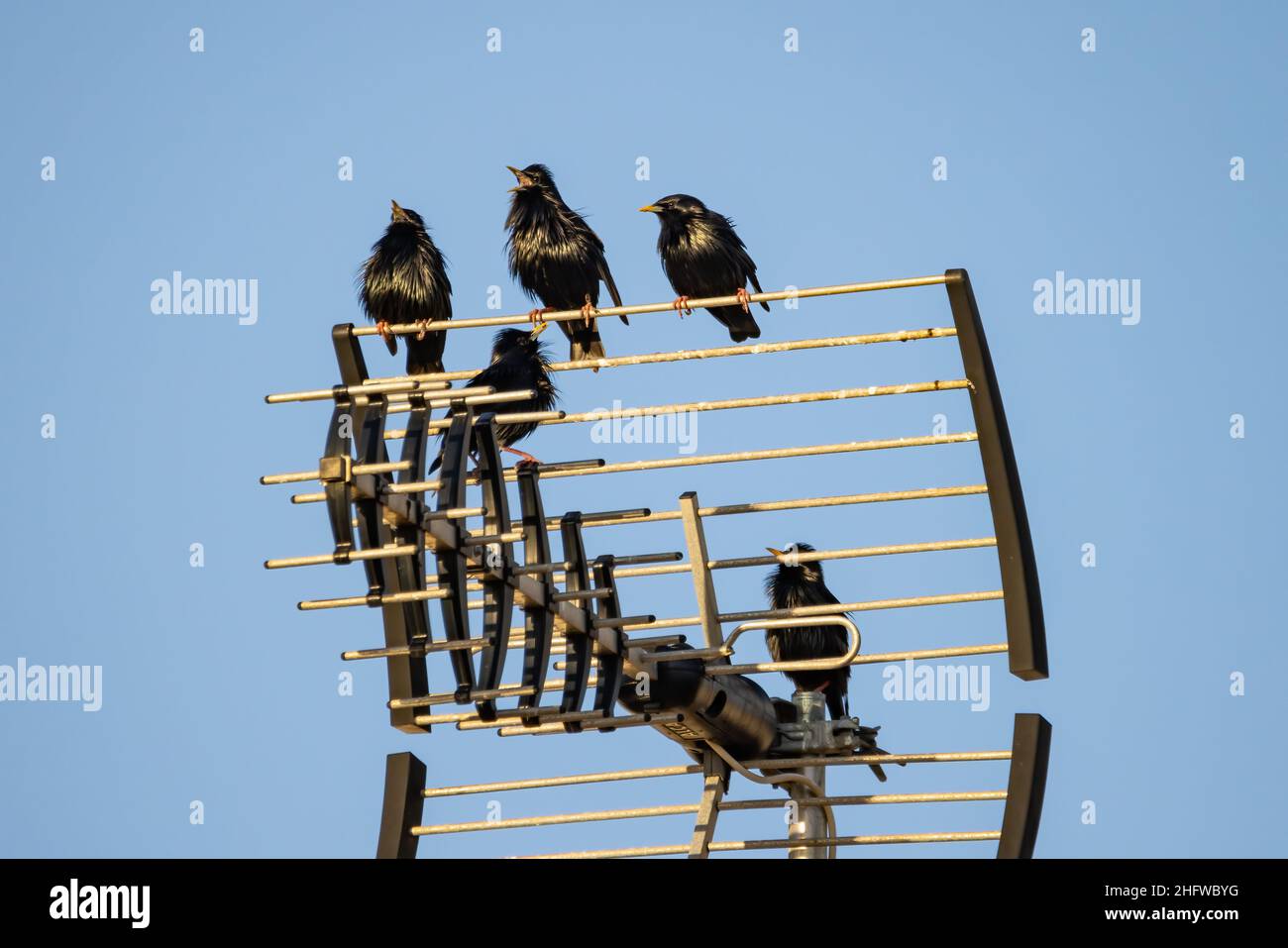 Makelloser Star (Sturnus unicolor), der auf einer Fernsehantenne thront Stockfoto