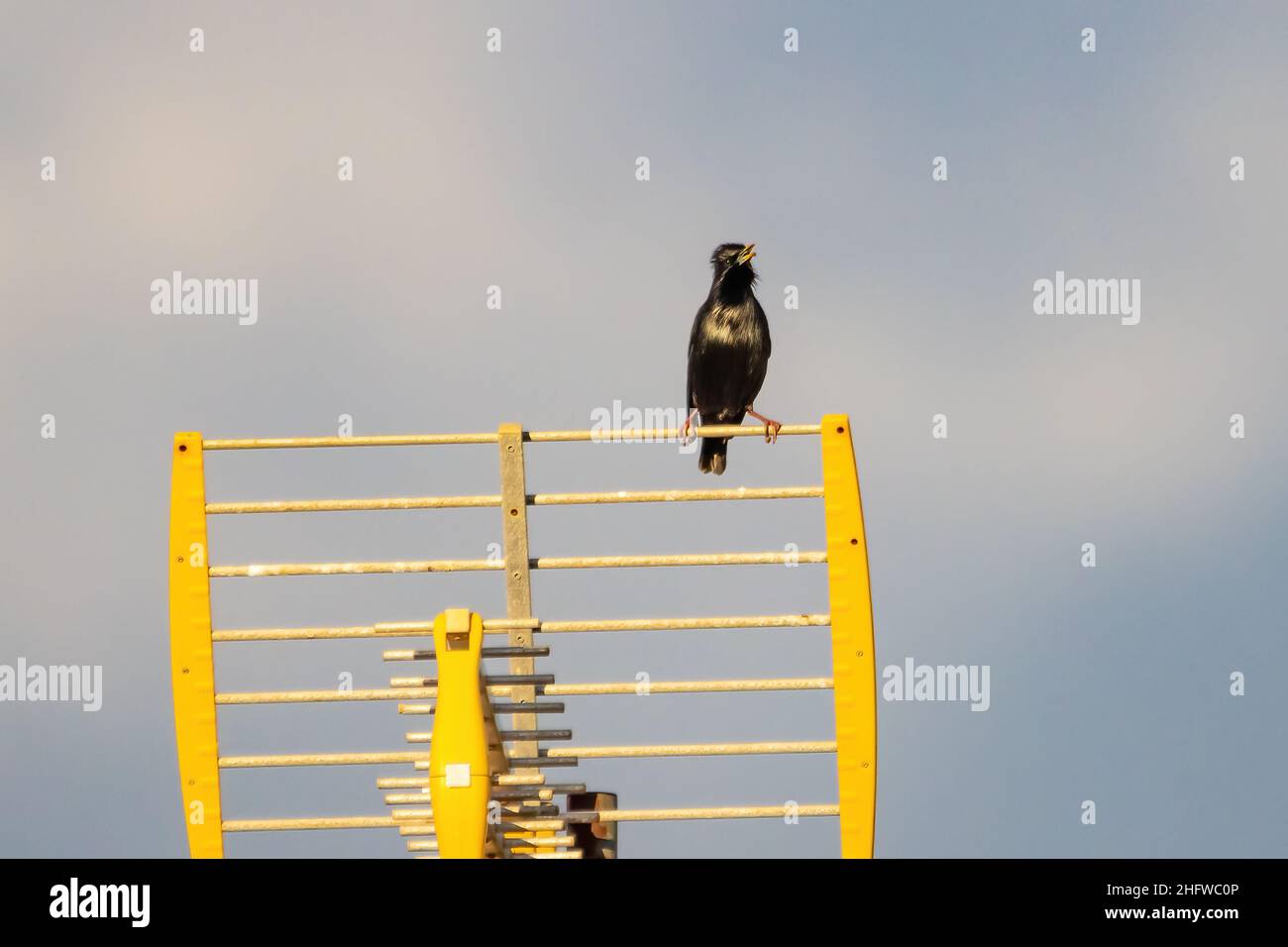 Makelloser Star (Sturnus unicolor), der auf einer Fernsehantenne thront Stockfoto