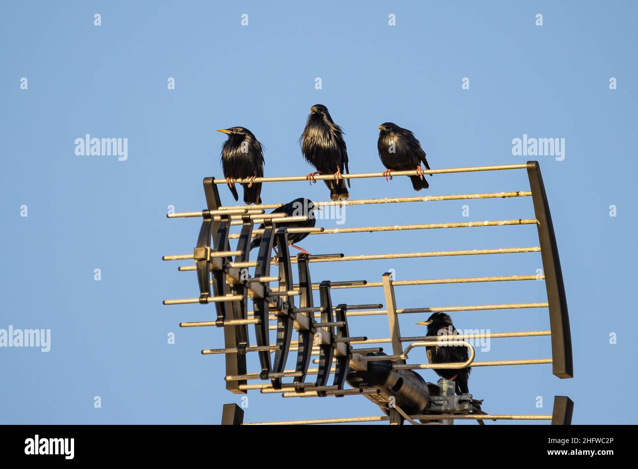 Makelloser Star (Sturnus unicolor), der auf einer Fernsehantenne thront Stockfoto