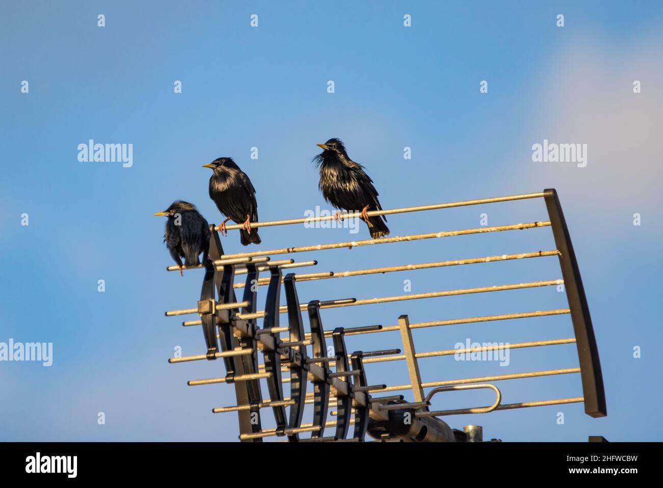 Makelloser Star (Sturnus unicolor), der auf einer Fernsehantenne thront Stockfoto