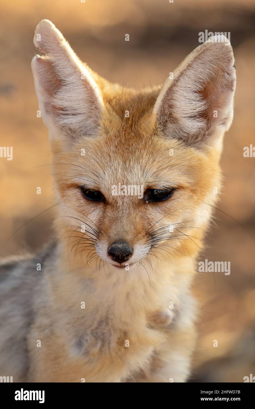 Cape Fox im Kgalagadi Stockfoto