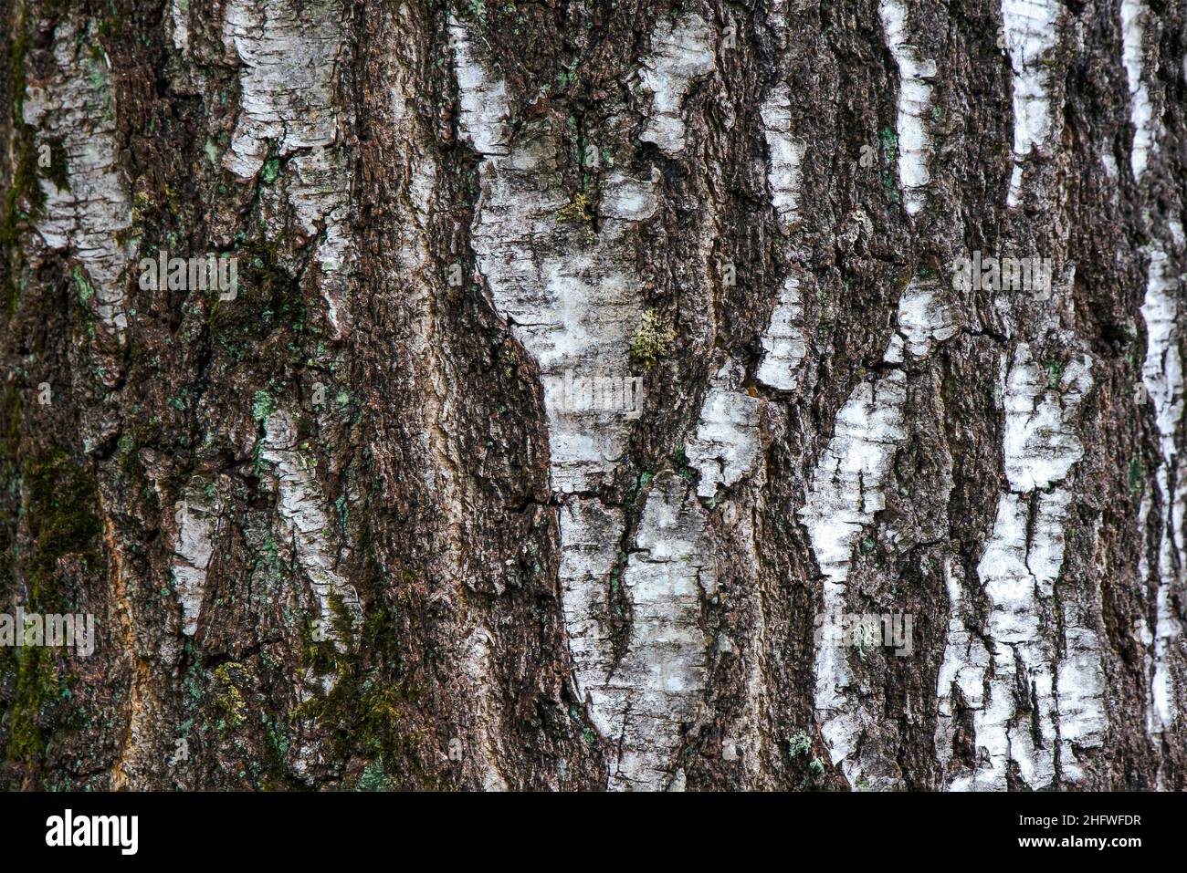 Birkenrinde einer alten Birkenhautaufnahme. Birkenrindenmuster mit schwarzen Birkenstreifen auf weißer Rinde. Stockfoto