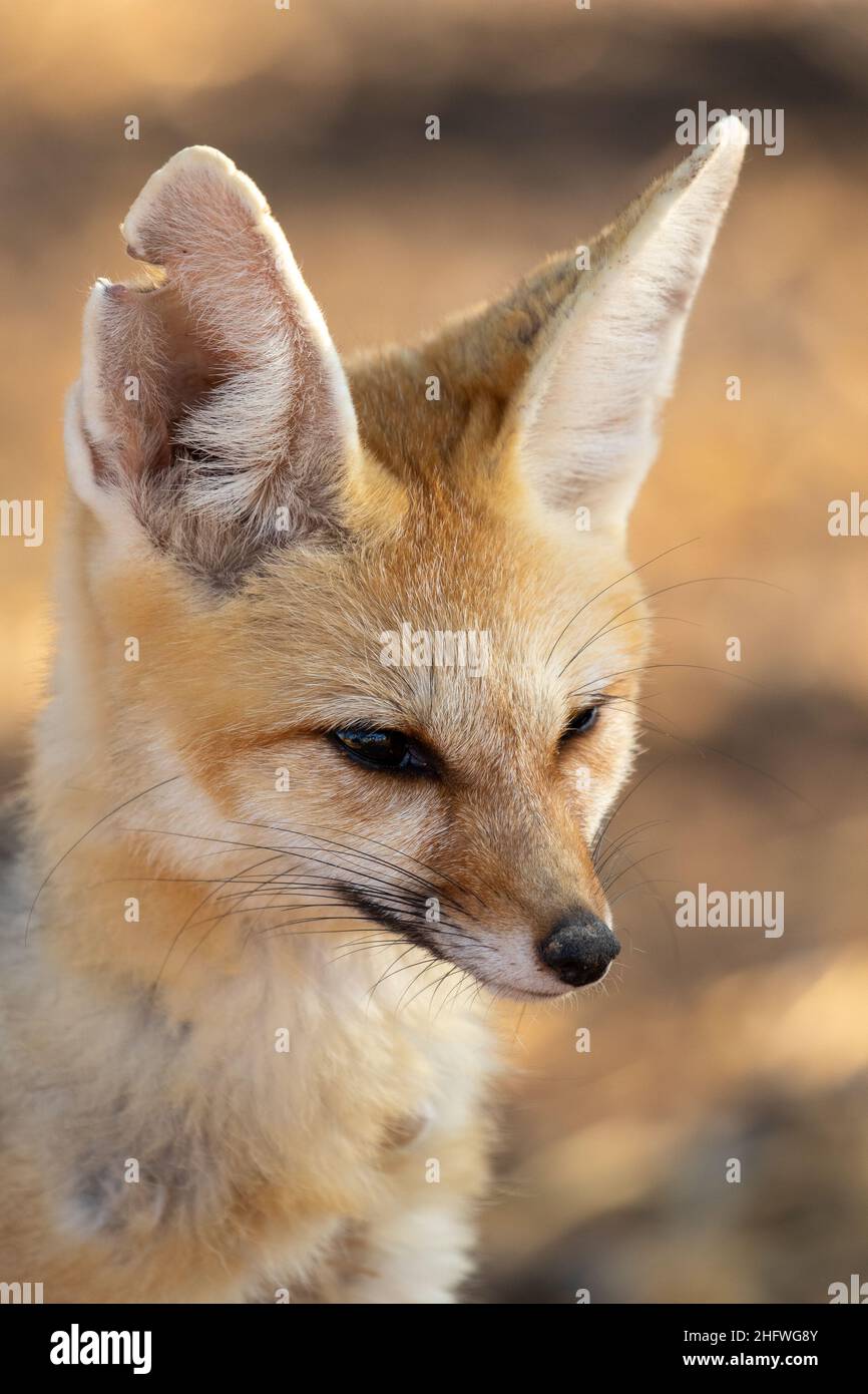 Cape Fox im Kgalagadi Stockfoto