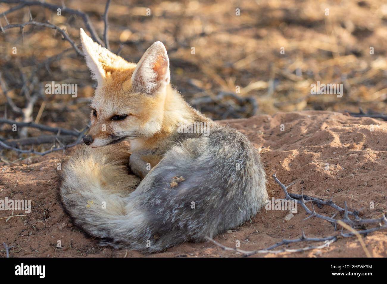 Cape Fox im Kgalagadi Stockfoto