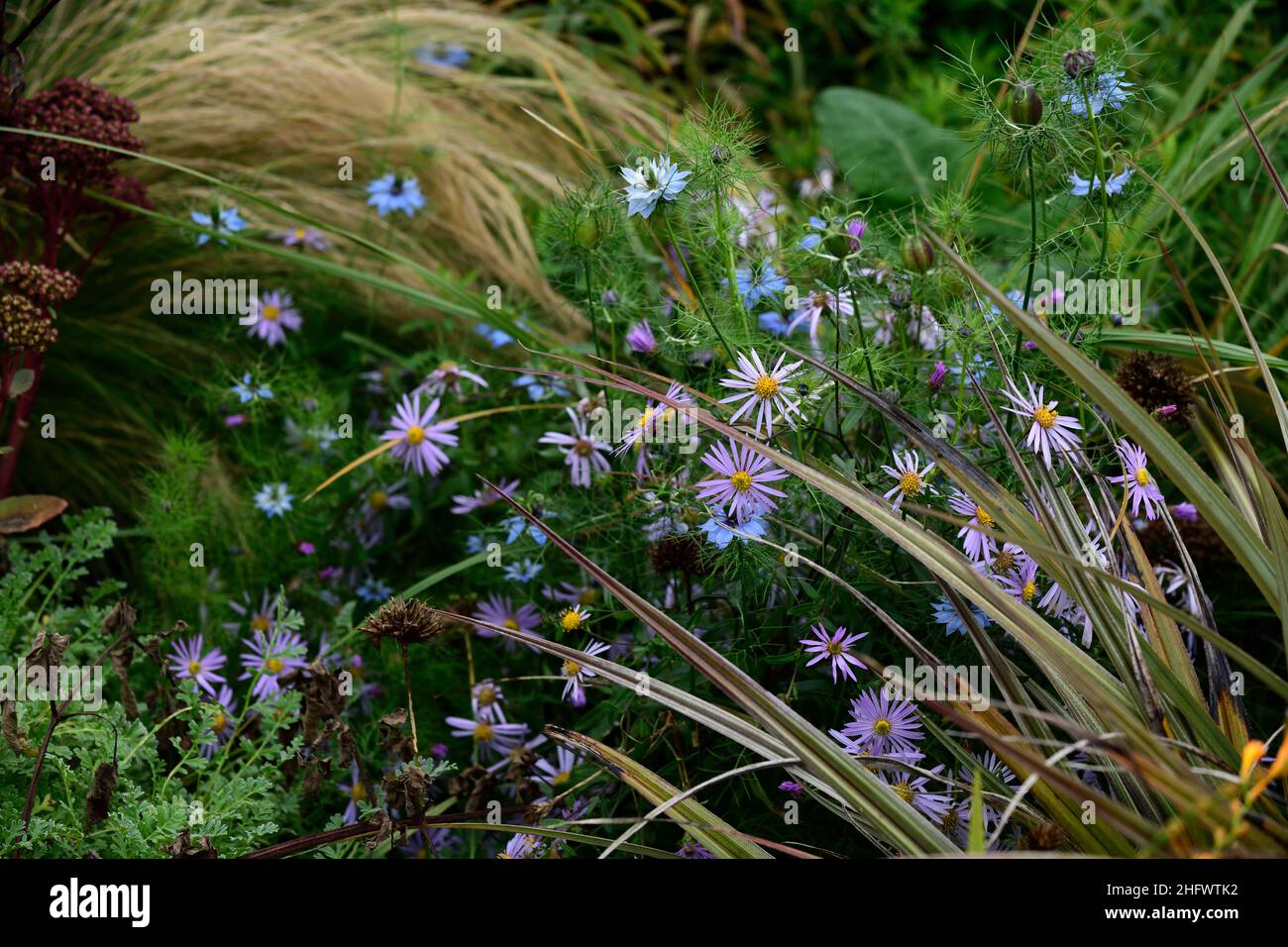 Aster x frikartii Monch, blaue Blume, Blumen, Nigella, Gras, Gräser, gemischte Bepflanzung, Aster, Stauden, mehrjährig, Spätsommer, Herbstblüte, RM Floral Stockfoto
