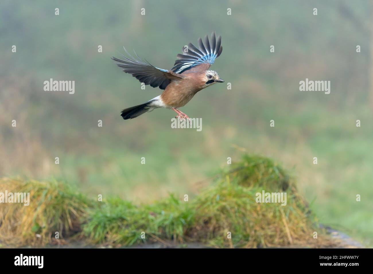 Eurasischer eichelhäher, Garrulus glandarius, Singleflug, Warwickshire, Januar 2022 Stockfoto