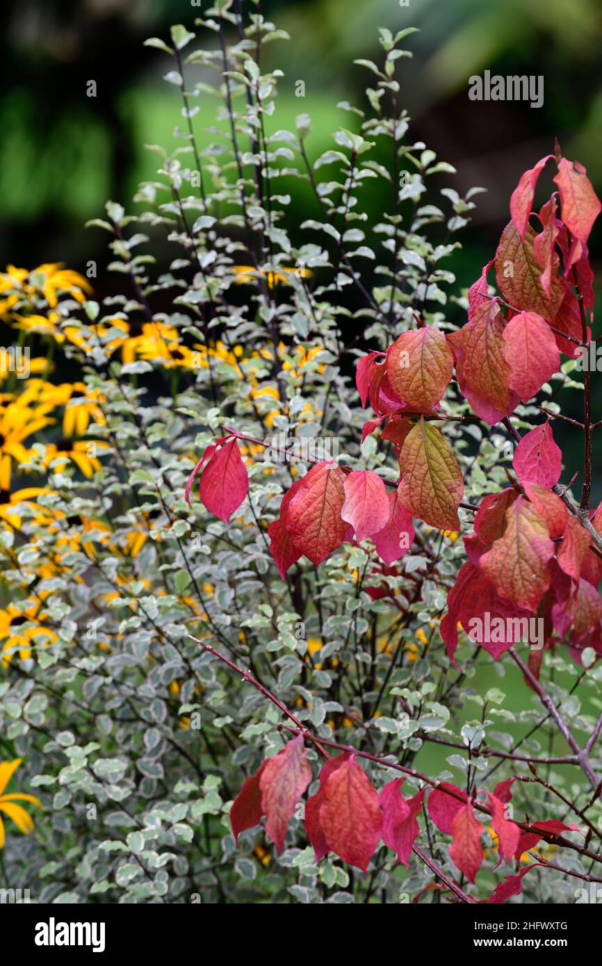 Euonymus macropterus, Herbstblätter, Herbstlaub, Farbe, Farbe, Herbstfarben, Pittosporum und Rudbeckia im Hintergrund, gemischtes Pflanzschema, Herbst im Stockfoto