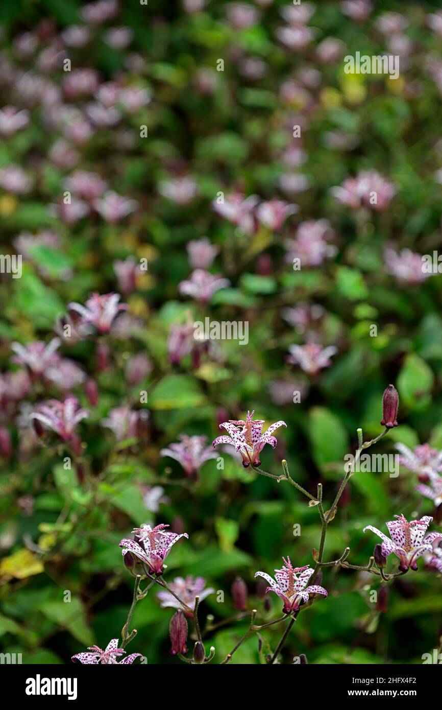 Tricyrtis formosana, Krötenlilien, Krötenlilien, gepunktete Blume, Flecken, ungewöhnliche Blume, Blumen, Blüte, Garten, krautige Staude, RM Floral Stockfoto