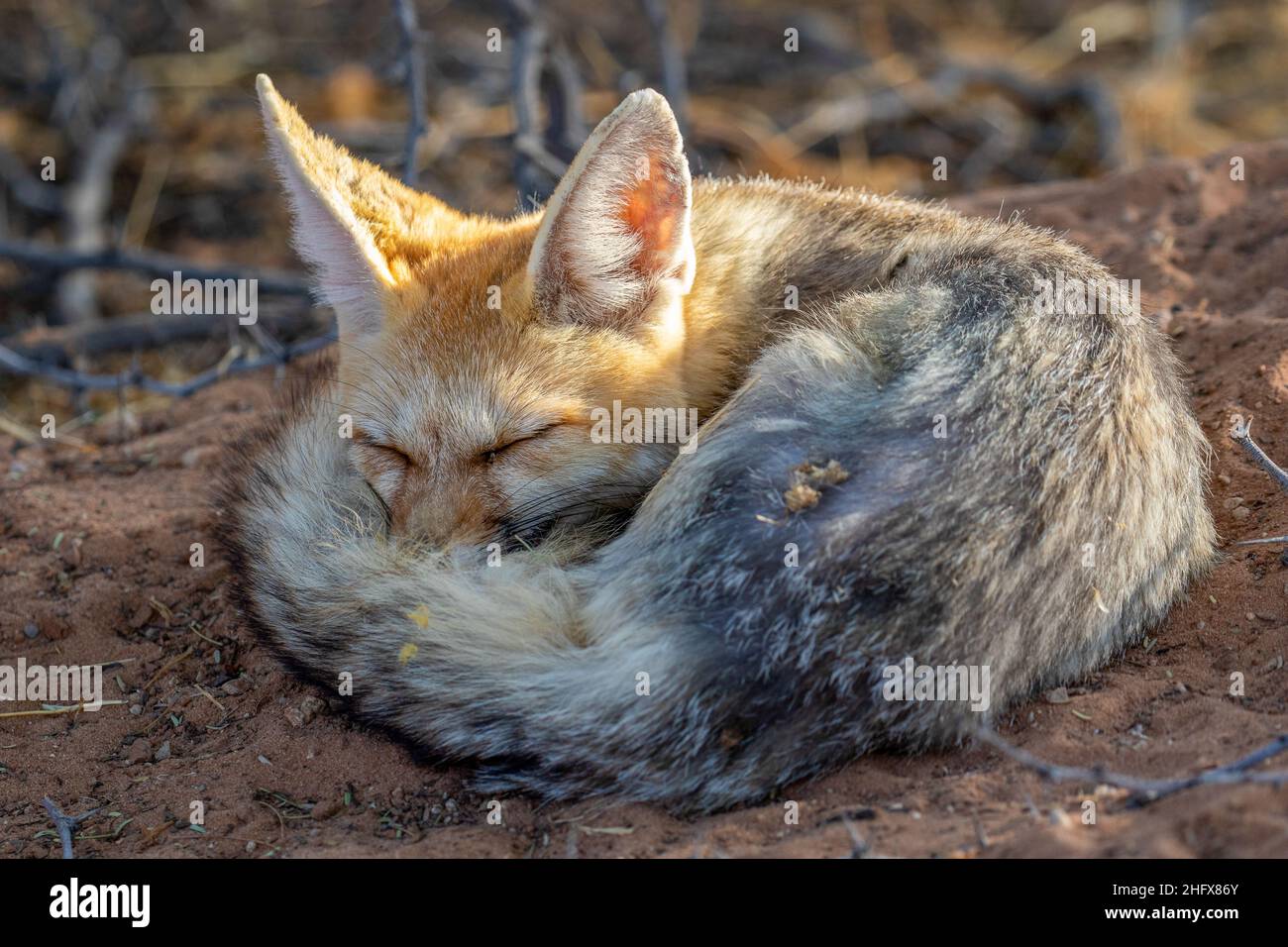 Schlafender Cape Fox auf dem Kgalagadi Stockfoto