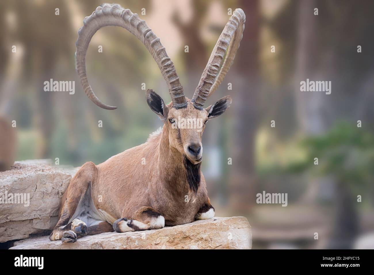 Steinbock in der Wüste Israels Stockfoto