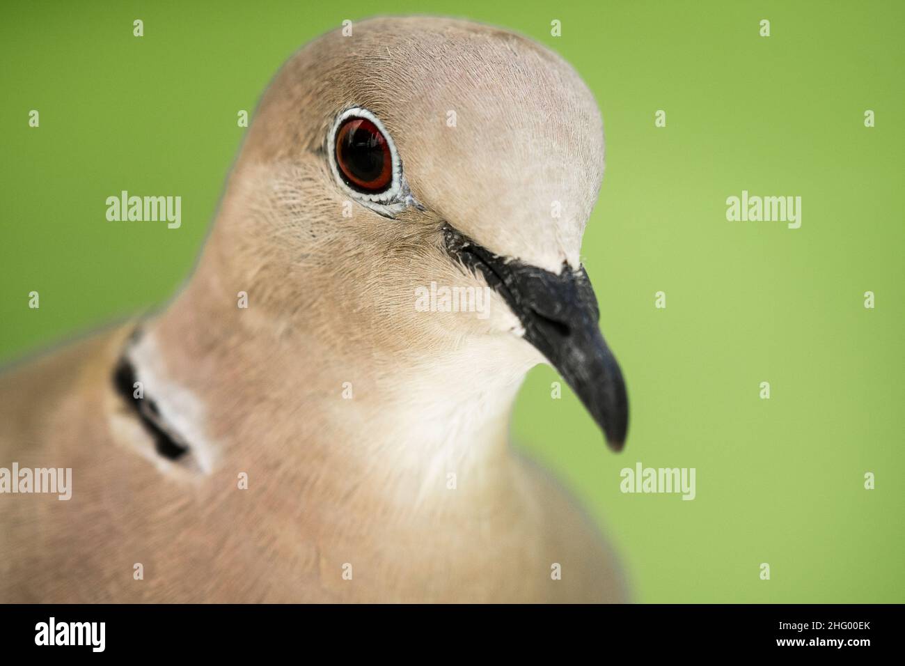 Eurasische Halstaube (Streptopelia decaocto), Porträt. Stockfoto