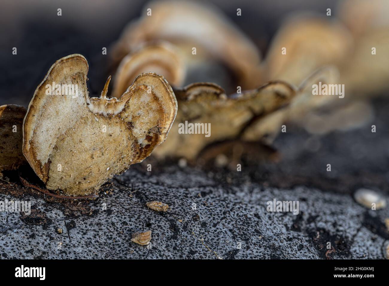 Pilzsporen auf obst -Fotos und -Bildmaterial in hoher Auflösung – Alamy