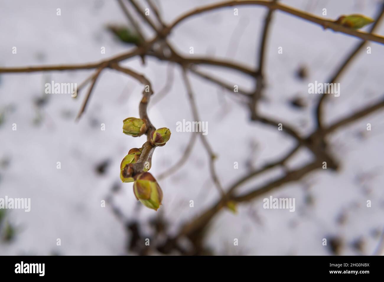 Zweig mit kleinen Blättern im Schnee im Frühjahr. Abnormales Wetter. Stockfoto