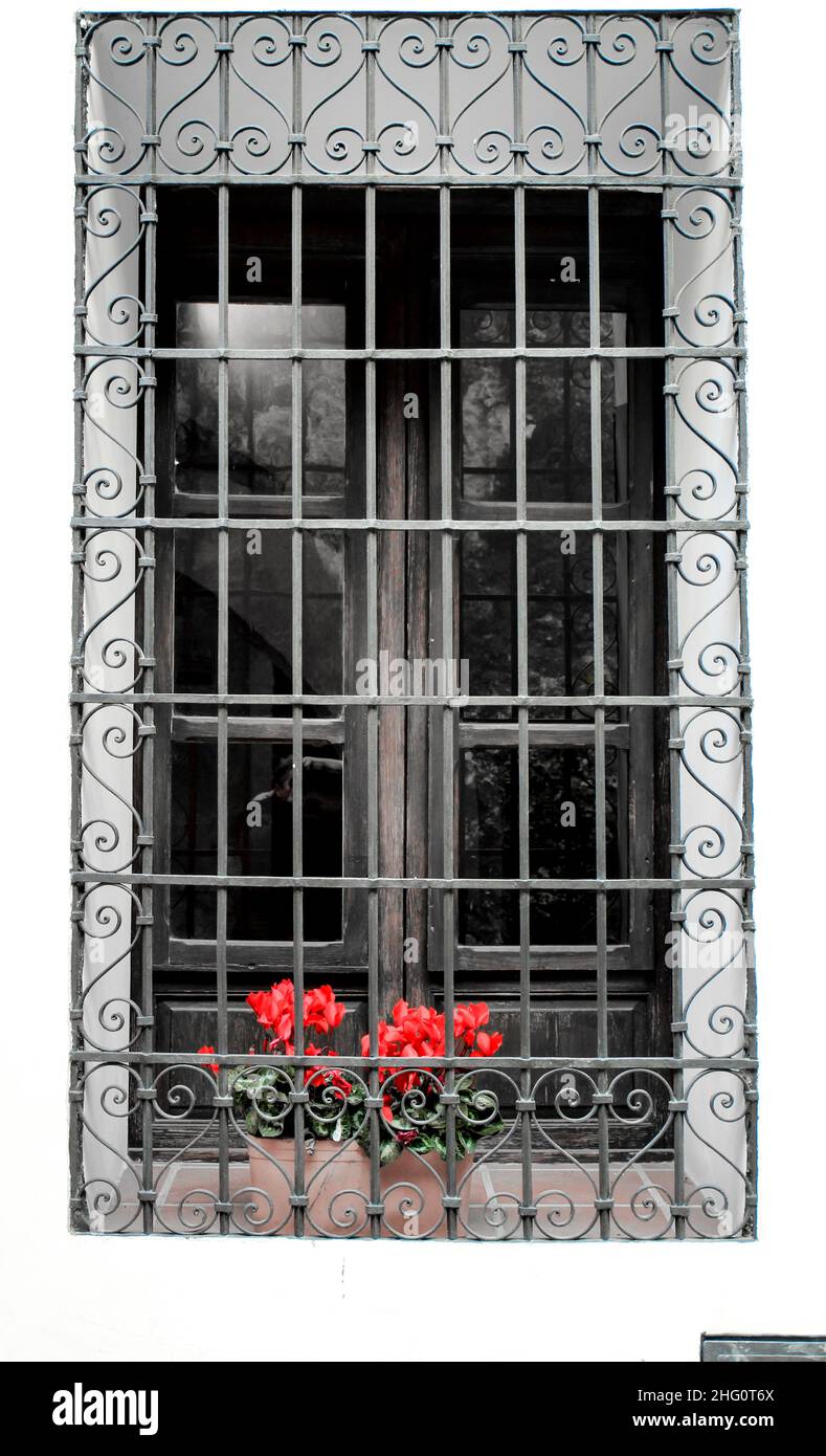 Fenster mit geschmiedetem Metallgitter und roten Cyclamen-Blüten an weißer Fassade. Stockfoto