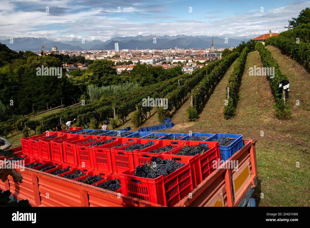 Marco Alpozzi/LaPresse September 20, 2021 Torino (to), Italy News Ernte im Weinberg von Balbiano in der Villa della Regina, auf dem Turiner Hügel im Bild: Arbeit im Weinberg Stockfoto