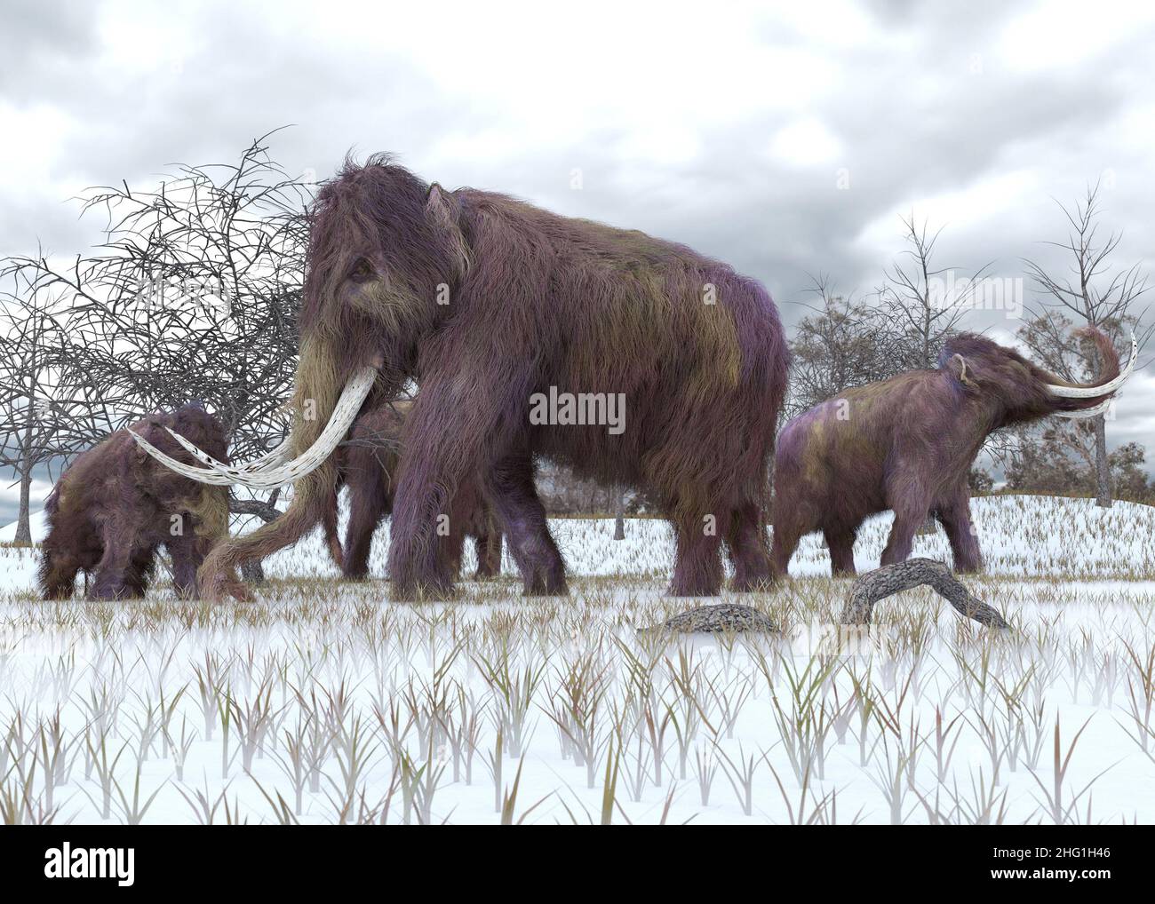 Eine Illustration einer Herde von Woolly Mammuts, die im frühen Morgenfrost grasen. Stockfoto