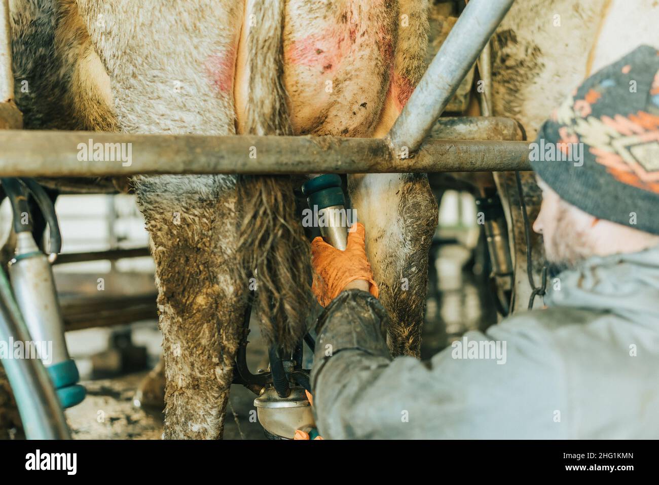 Mann, der Zitzenbecher auf eine Kuh im Melkstand legt Stockfoto