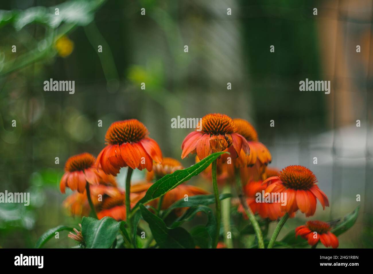 Orangefarbener Blumenkopf, Seitlicher Winkel Stockfoto