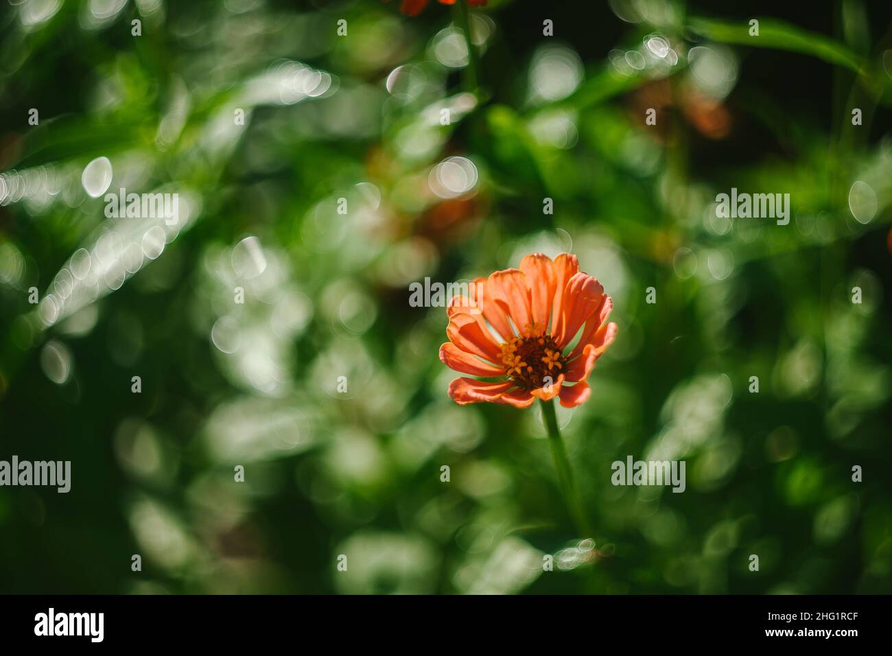 Im Garten wachsen orangefarbene Zinnia-Blumen Stockfoto