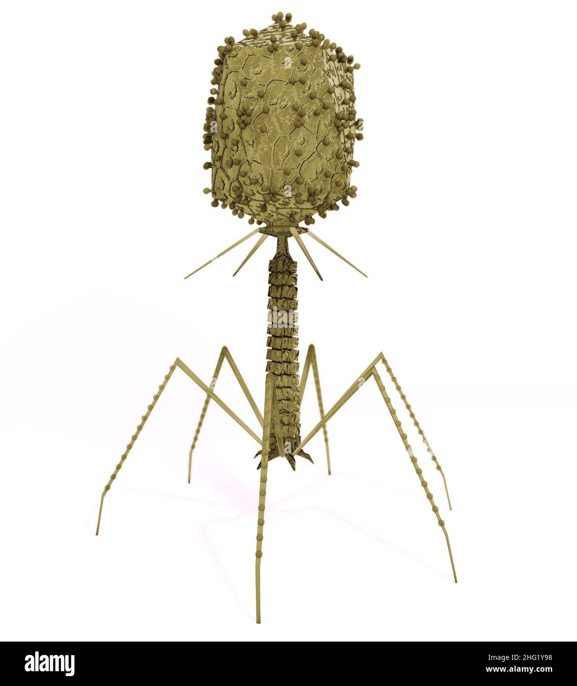 Eine genaue Illustration von Bakteriophagen-Viren, die Bakterien infizieren. Stockfoto