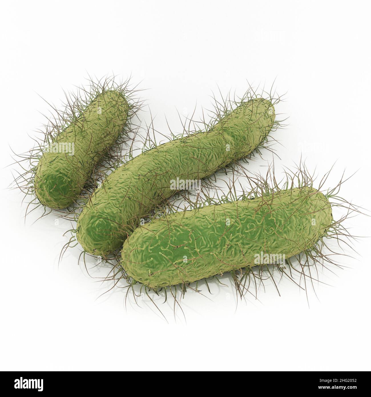 E. coli Bakterien - eine Illustration von Escherichia coli ist ein stabförmiges Bakterium der Gattung Escherichia, das schwere Lebensmittelvergiftungen verursachen kann. Stockfoto