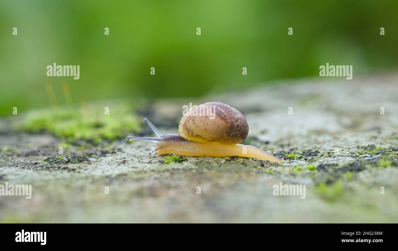 Wildes Leben Schnecke kriechen auf felsigen Lebensraum Ökosystem, Makrotier, Frühling Natur Stockfoto