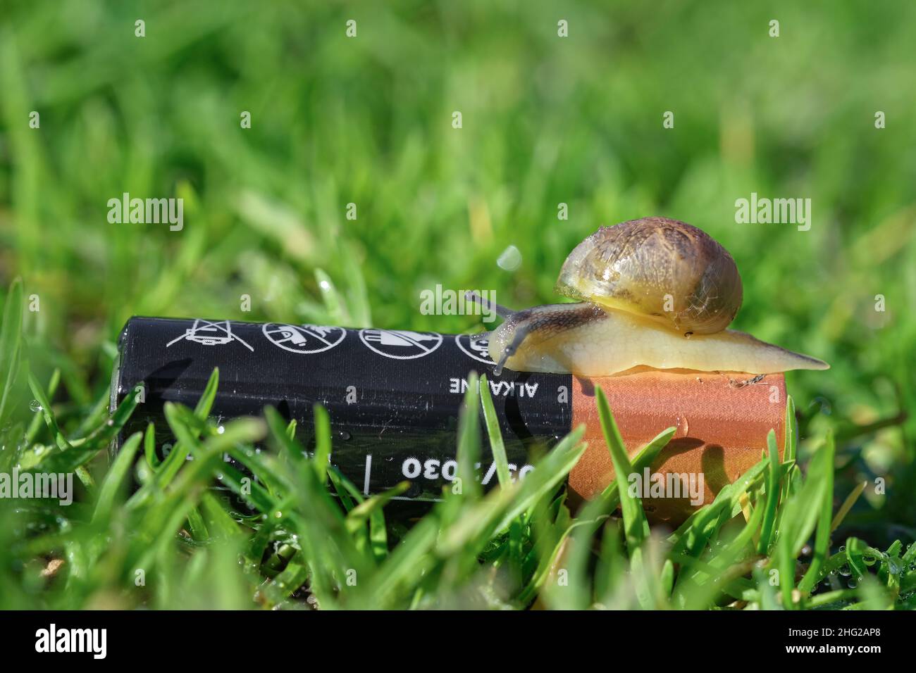 Wilde Schnecke kriecht auf weggeworfenen Batterien in verschmutzten Ökosystemen, Naturtieren Stockfoto
