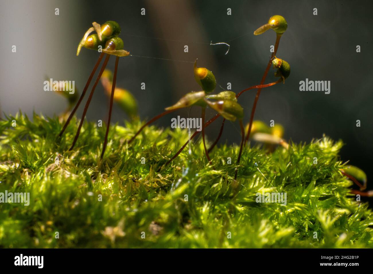 Moos Makro Fotografie Samen von Moos Nahaufnahme Bild. Wilde Pflanzen im Freien, oh feuchte Stellen. Stockfoto