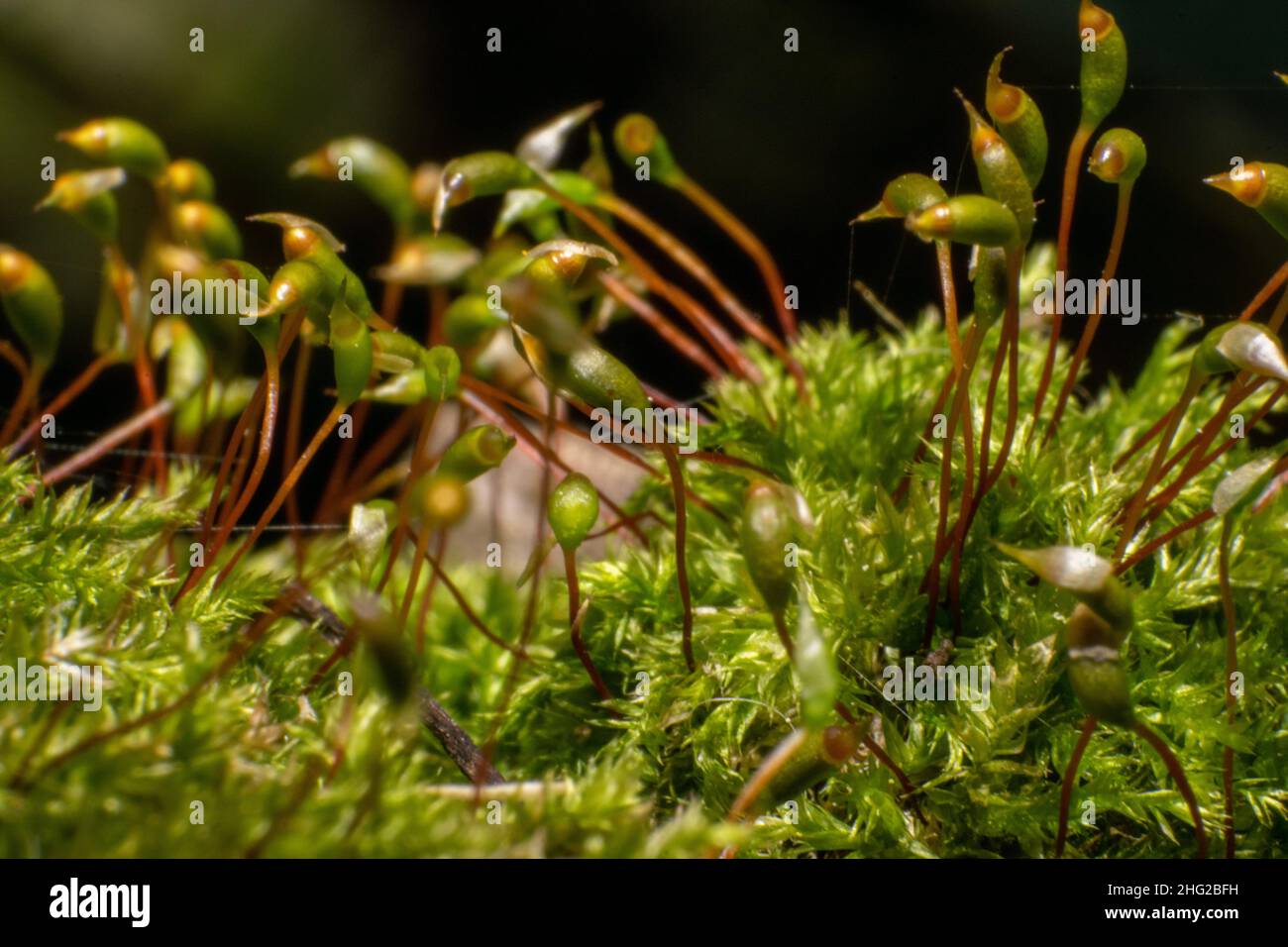 Moos Makro Fotografie Samen von Moos Nahaufnahme Bild. Wilde Pflanzen im Freien, oh feuchte Stellen. Stockfoto