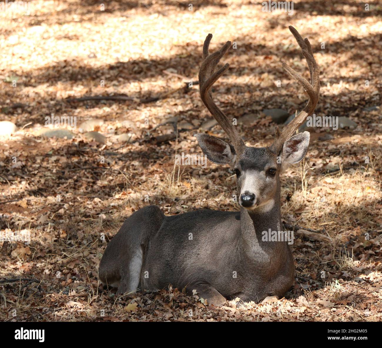 Ein majestätischer junger Buck mit gebogenem Geweih liegt im Schatten des Dappligen auf dem Boden. Stockfoto