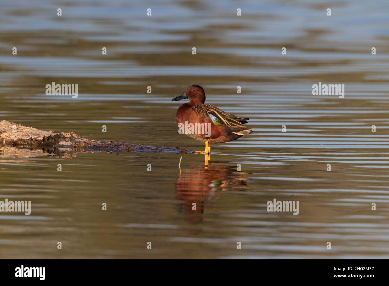 Zimt Teal drake, Anas cyanoptera, posiert auf loafing log in einem San Joaquin Valley, Kalifornien Überwinterungsgebiet. Stockfoto